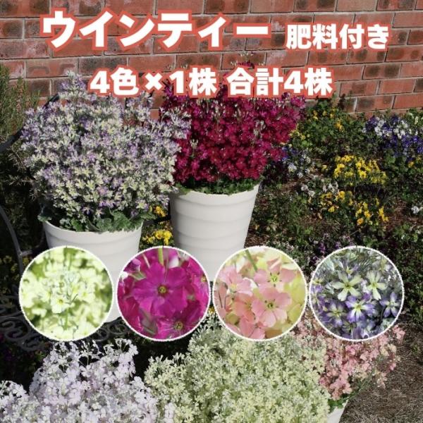 花苗 ウインティー 4品種×1株 Bセット 3.5号 花の苗 サントリー