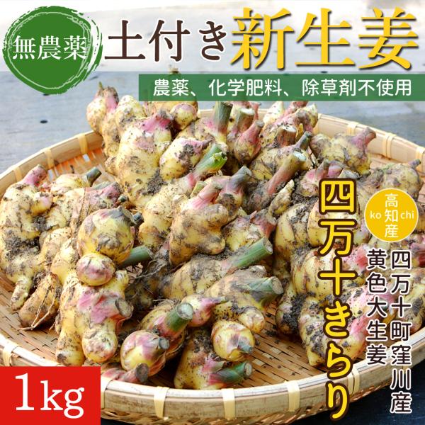 窪川産直 新生姜 無農薬 生姜 1kg 黄色 大生姜 四万十きらり 窪川産直 新生姜 無農薬 生姜 1kg 黄色 大生姜 四万十きらり