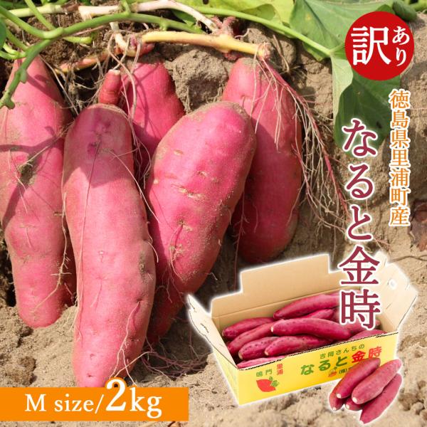 【吉岡さんちの土付きなると金時】吉岡ファームさんの砂畑は、温暖で降雨量の少ない瀬戸内式気候の徳島県鳴門市里浦町にあります。海沿いに位置する里浦は、海のミネラルをたくさん含んだ良質な砂地に恵まれています。四国の澄んだ空気と海風、サンサンと照ら...