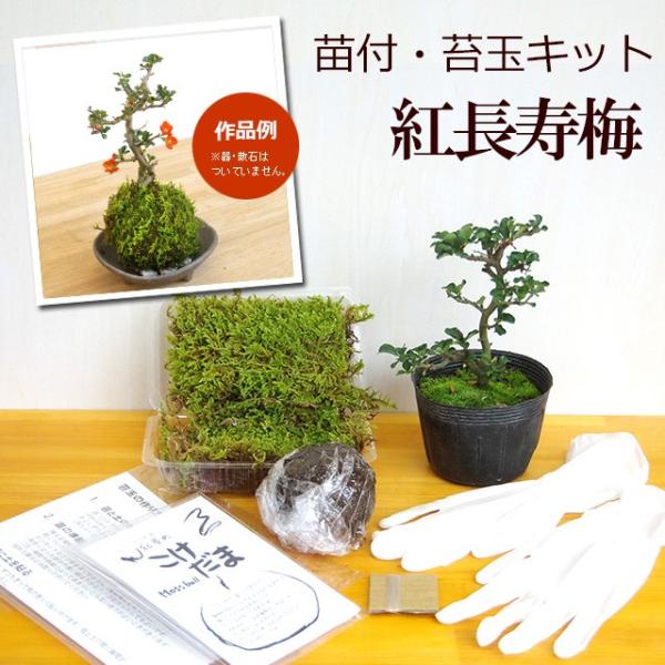 苔玉キット　苗付（紅長寿梅）べにちょうじゅばい　ベニチョウジュバイさあ貴方も苔玉を作ってみませんか？着いたその日にすぐ出来るセットです。苔玉に必要なハイ苔・土（苔玉用に配合した土）・テグス（糸）、手袋（両手）に紅長寿の苗が付いています。苔玉...