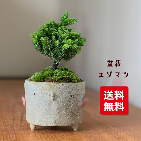 植木 盆栽 エゾマツの人気商品・通販・価格比較 - 価格.com 植木 盆栽 エゾマツの人気商品・通販・価格比較 - 価格.com