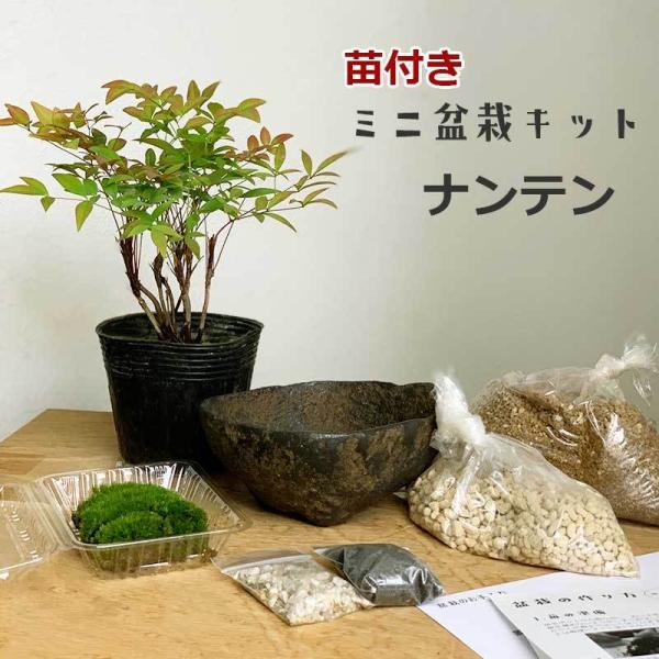 南天 ガーデニングの人気商品 通販 価格比較 価格 Com
