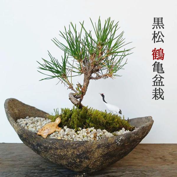 【黒松】海岸沿いなど厳しい環境でも自生するクロマツはとても丈夫な植物です。幹肌の荒れ方に特長があり、とても力強い植物です。1年を通して美しい葉が楽しめます。表面の土が乾いたら鉢の底から水がでてくるまでたっぷり与えて下さい。 （土が湿っている...