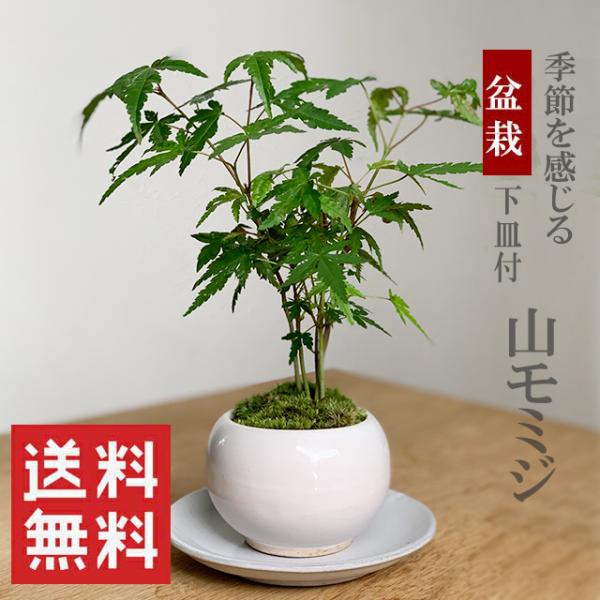 山もみじ 植木の人気商品・通販・価格比較 - 価格.com 山もみじ 植木の人気商品・通販・価格比較 - 価格.com