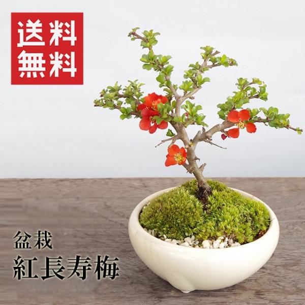  ~ g~ ׂɂ傤΂ ~ Ï  `EWoC 傤΂ ڂ񂳂