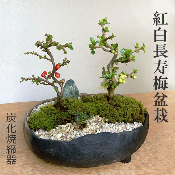 小品盆栽 「亦盆栽」長寿梅 紅花 小品盆栽 「亦盆栽」長寿梅 紅花