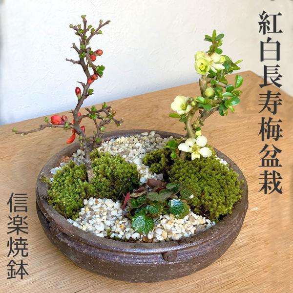 植木 盆栽 梅 紅白の人気商品・通販・価格比較 - 価格.com 植木 盆栽 梅 紅白の人気商品・通販・価格比較 - 価格.com