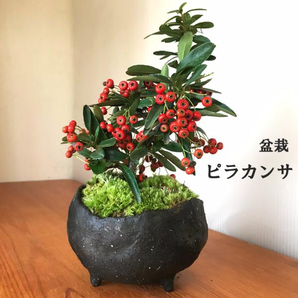 植木 盆栽 ピラカンサの人気商品・通販・価格比較 - 価格.com 植木 盆栽 ピラカンサの人気商品・通販・価格比較 - 価格.com