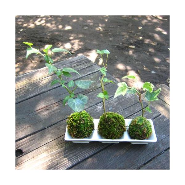 ۋ ~ ȑۋ RZ ACr[ R Zbg ۋ  RP_}