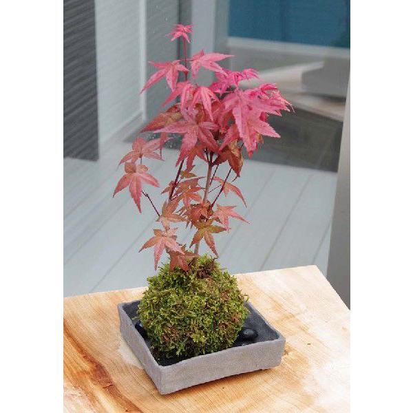 苔玉 盆栽 春にも真っ赤な葉が楽しめる美しいモミジ モミジ 出猩々 苔玉 焼締角器セット Fakfakkab Go Id