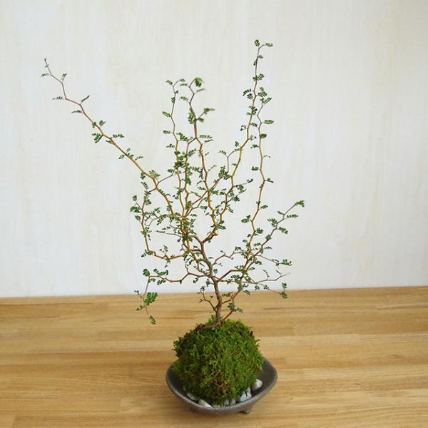 【ソフォラについて】室内外問わず風通しのいい場所で育ててください。夏の強い直射日光や高温の場所（蒸れる場所）を嫌いますので、涼しい場所で管理してください。内容 ・ソフォラの苔玉・・・１つ・三ツ足灰器・・・・1枚・敷石（白石または黒石）・・・...