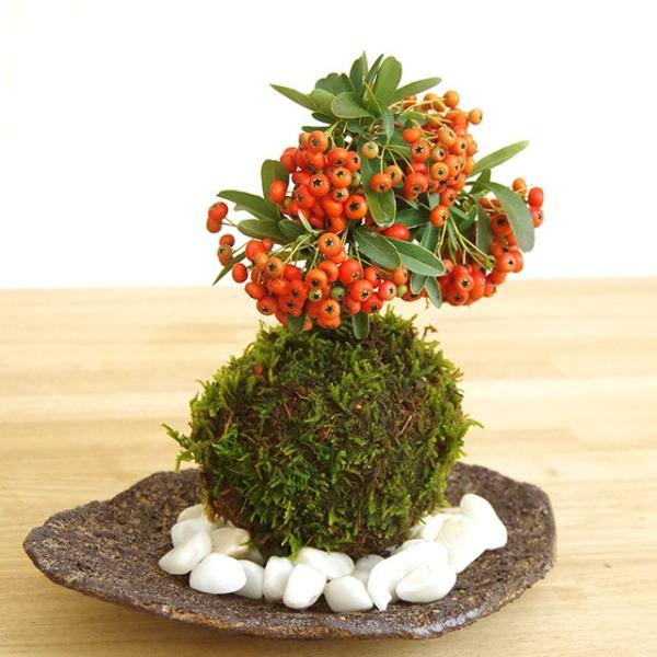 ۋ  ~ H~ ^ԂȎ tɔ sJT ۋ ܊Zbg ҂炩  RP_}