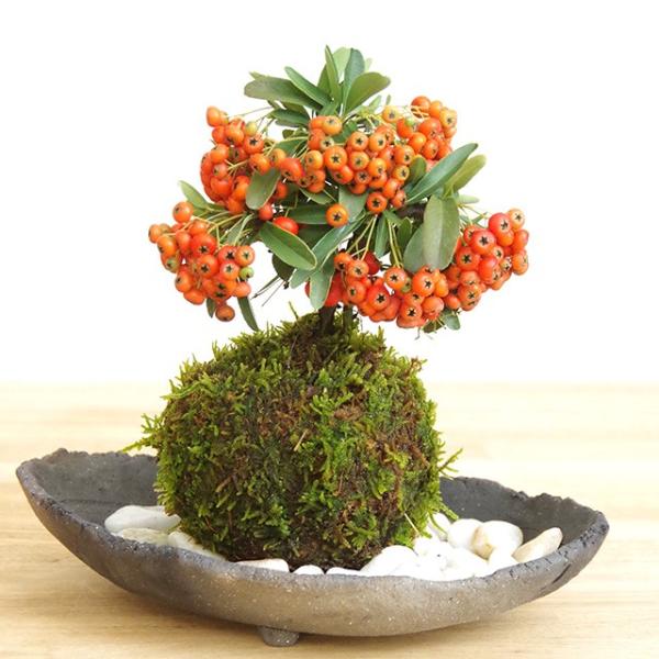 植木 盆栽 ピラカンサの人気商品・通販・価格比較 - 価格.com 植木 盆栽 ピラカンサの人気商品・通販・価格比較 - 価格.com