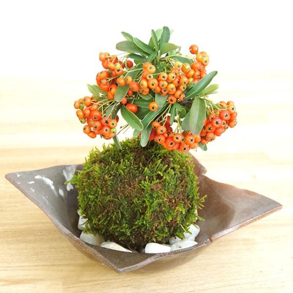 ۋ ~ H~ ^ԂȎ tɔ sJT ۋ ĒZbg ҂炩  RP_}