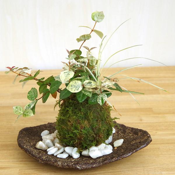 苔玉 盆栽 色々な葉色を楽しめる苔玉 ハツユキ 初雪 カズラ 白竜の寄せ植え苔玉 くらま岩器セット Kokedama210 みどり屋 和草 にこぐさ 通販 Yahoo ショッピング