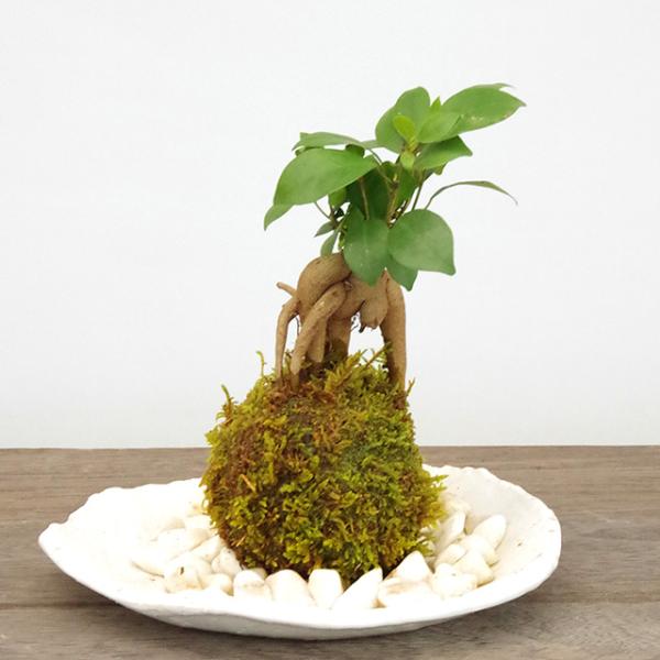 ガジュマルの苔玉セットで楽しむ和の癒し空間