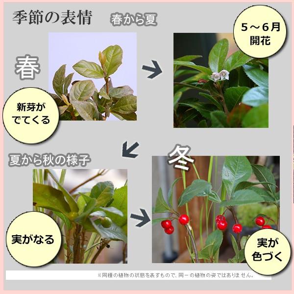 現在実なし 苔玉 盆栽 縁起のいい植物として知られるヤブコウジを苔玉に ヤブコウジ 十両 と斑入り竜のひげ苔玉 器セット Kokedama715 みどり屋 和草 にこぐさ 通販 Yahoo ショッピング