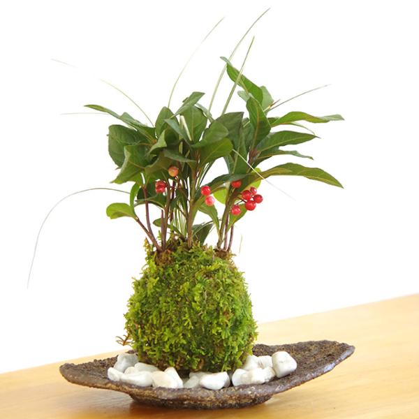 【内容】・ヤブコウジ・白竜の苔玉・・・１つ・くらま岩器・・・・1枚・敷石・・・1袋・育て方のしおりヤブコウジ・白竜についてヤブコウジは耐陰性があり強い直射日光を嫌います。過湿も嫌うので、水はあまりたっぷりあげすぎないように気をつけましょう。...