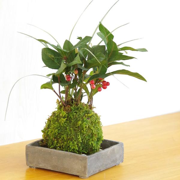 苔玉 縁起のいい植物 ヤブコウジ 苔玉 ヤブコウジ 十両 斑入り竜のひげ苔玉 焼締角器セット やぶこうじ こけだま コケダマ