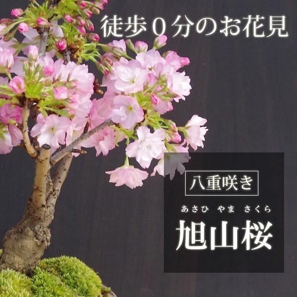 年開花終了 苔玉 盆栽 桜 そう聞くだけで心和む景色を貴方のもとへ 桜 旭山桜 の苔玉 くらま器セット Www Whiteblacklegal Co In Index Php