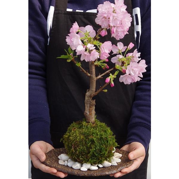 年開花終了 苔玉 盆栽 桜 そう聞くだけで心和む景色を貴方のもとへ 桜 旭山桜 の苔玉 くらま器セット Www Whiteblacklegal Co In Index Php
