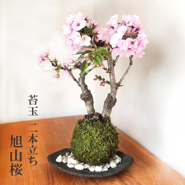 旭山桜】翌年も綺麗に開花させるため、夏の強い日差し以外は日当たりのいい場所で管理し春と秋に肥料をあげてください。7月〜8月ごろに花芽がつくられます。（剪定は花後に長い枝を切り詰めます。詳しくは同梱する育て方のしおりをご参考ください）内容 ・...