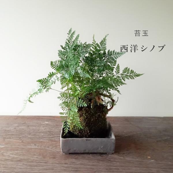 【シノブについて】シダ植物ですので年間を通して明るい日陰で管理していただければ、とても丈夫な植物です。内容 ・シノブの苔玉・・・１つ・焼締角器・・・・1枚・敷石（白石または黒石）・・・1袋・育て方のしおり置き場所 基本的に屋外で栽培します。...