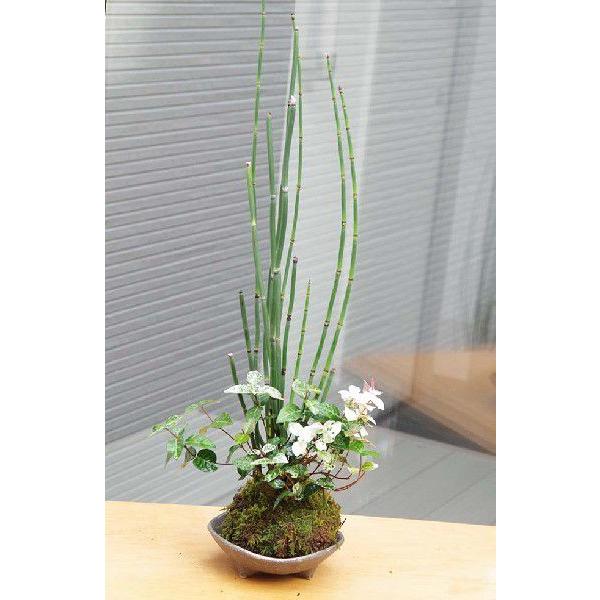 ۋ ~ Ƃp gNT FXȗtF JY gNT JY̑ۋ ODZbg  ۋ  RP_}