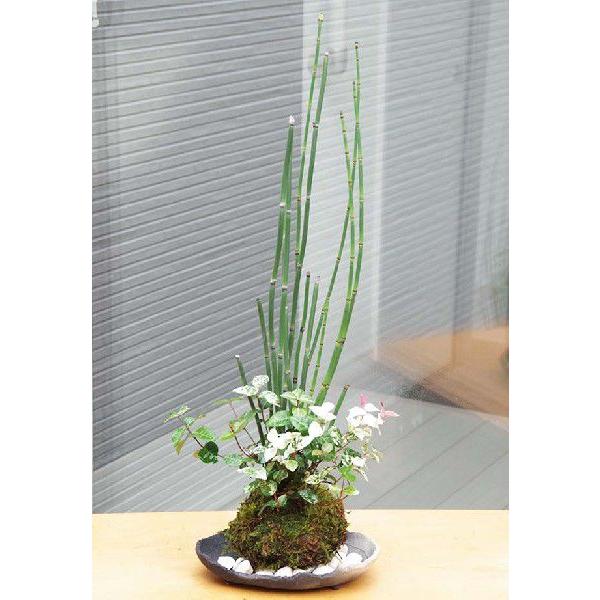 ۋ ~ Ƃp gNT FXȗtF JY gNT JY̑ۋ YĒZbg ۋ  RP_}