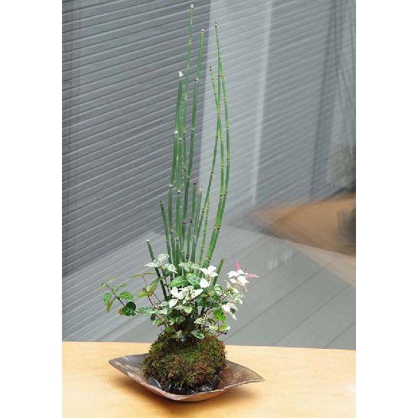 ۋ ~ Ƃp gNT FXȗtF JY gNT JY̑ۋ ĒZbg ۋ  RP_}