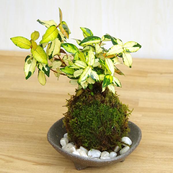 midoriyanicogusa_kokedama972