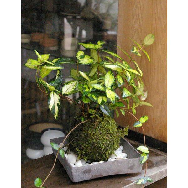 ۋ ~ ƗΐF̗t ۋ eCJJY̑ۋ ĒpZbg  RP_} Ă eCJJY