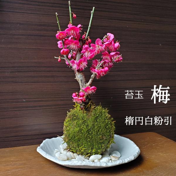 内容 ・紅梅の苔玉・・・１つ・器（楕円白粉引器）・・・1枚・敷石（白石、黒石のいずれか）・・・1袋・育て方のしおり置き場所 基本的に屋外で栽培します。日が当たる場所で栽培します。（真夏の直射日光は避けてください）室内栽培は生育上おすすめでき...
