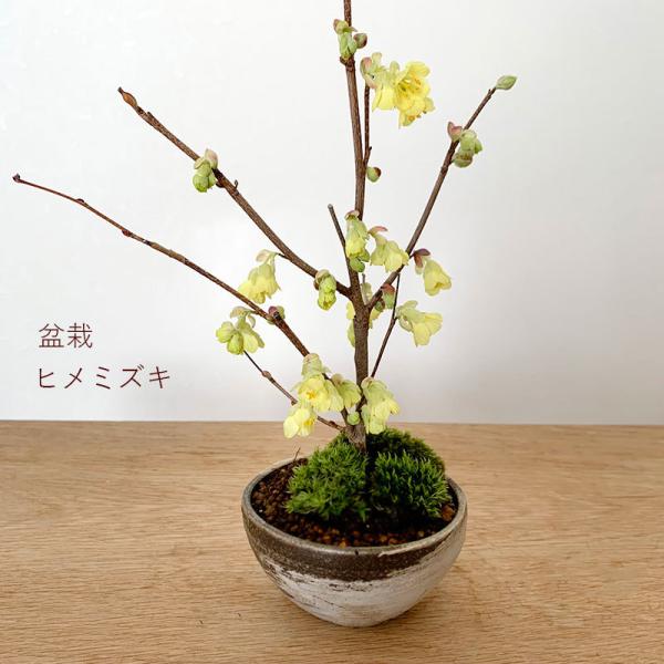 もみじ 鉢植えの人気商品 通販 価格比較 価格 Com