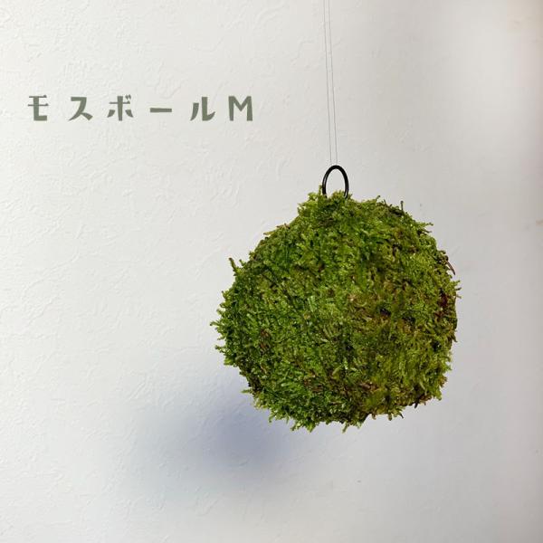 ۋ ~ ݂邵 u ӂ ₳ MOSS BALL X{[  MTCY  RP_}