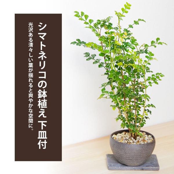  Ă ̗t ͓I V}glR A Ē