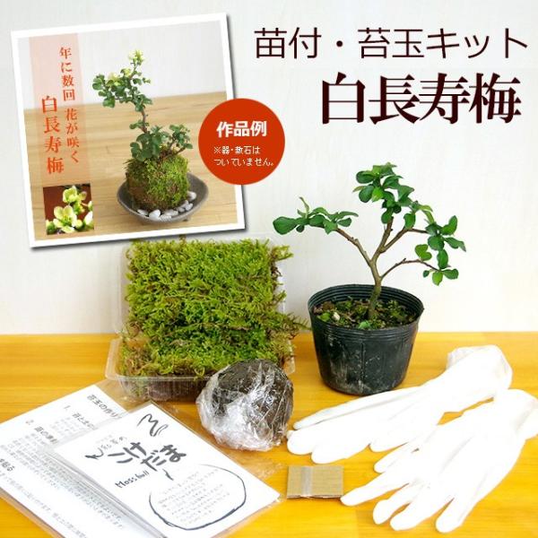 苔玉キット　苗付（白長寿梅）さあ貴方も苔玉を作ってみませんか？着いたその日にすぐ出来るセットです。苔玉に必要なハイ苔・土（苔玉用に配合した土）・テグス（糸）、手袋（両手）に白長寿の苗が付いています。苔玉の作り方・育て方のしおりもついているの...