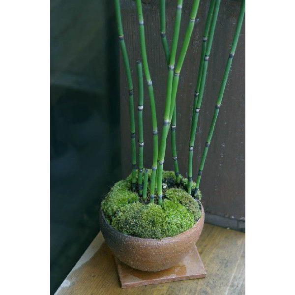 気品高い 和の雰囲気を貴方の元に トクサの盆栽 朱鉢 下皿セット Tokusabonsyu みどり屋 和草 にこぐさ 通販 Yahoo ショッピング