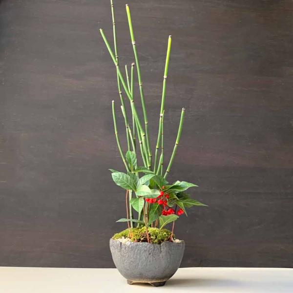 黒松、ヤブコウジ、リュウノヒゲ寄せ植え盆栽 黒松、ヤブコウジ、リュウノヒゲ寄せ植え盆栽 ≪人気≫(山野草