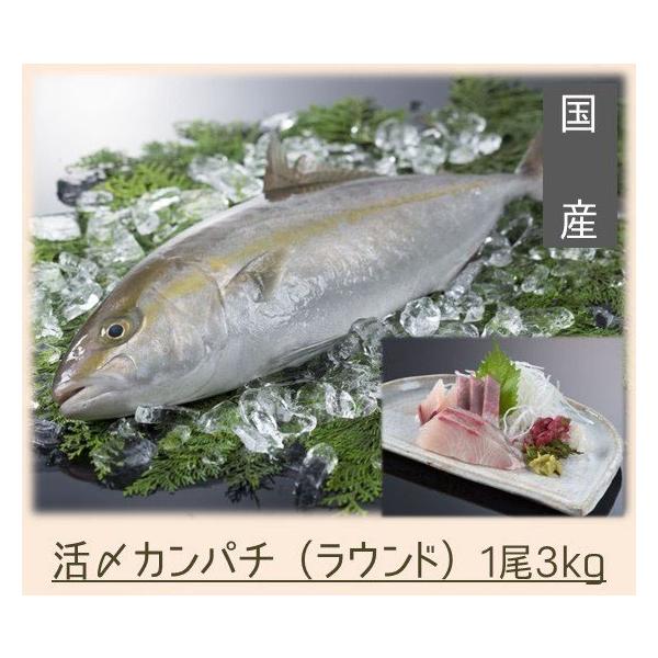 送料無料 活〆カンパチ 国産 ラウンド約3kg 02 Ikezimekanpatiraundo みえぎょれんオンラインショップ 通販 Yahoo ショッピング