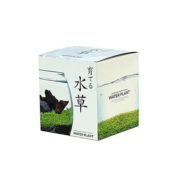 年間ランキング6年連続受賞 育てる水草 目玉 新品 聖新陶芸 L Gd 813 約18 2x16 5x16 4cm 9 Ts その他 Hanoverareafoodshelf Org