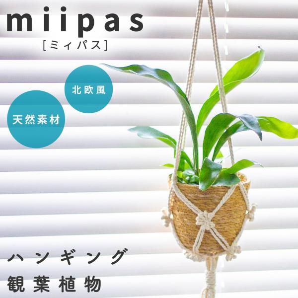 a細葉　特大　観葉植物　ビカクシダ　コウモリラン　ハンギング 楽天市場】（観葉植物）コウモリラン ビカクシダ ハンギング