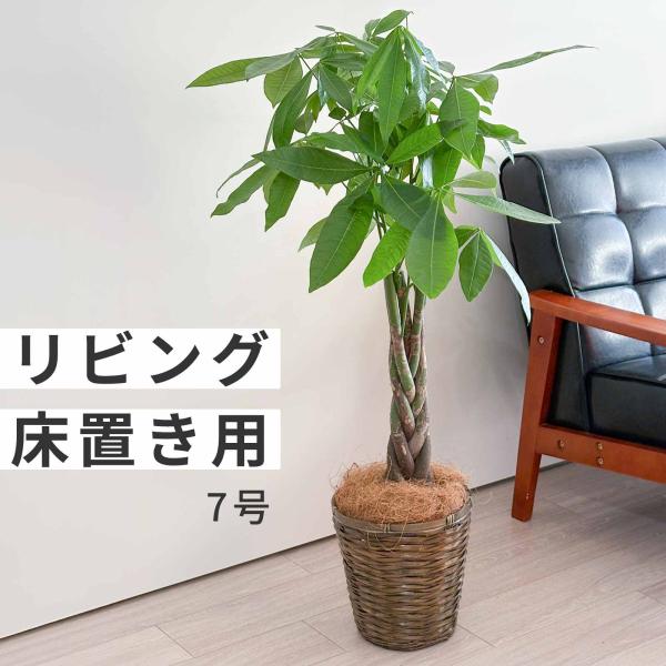 パキラ 大型 7号 観葉植物 おしゃれ インテリア リビング 床置き 室内用 開店祝い 新築祝い ギフト プレゼント お祝い 引っ越し祝い