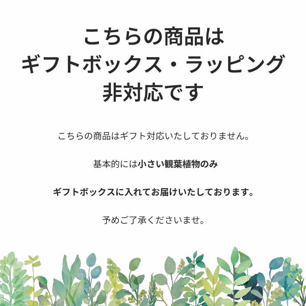 �p�L�� ��^ 7�� �ϗt�A�� ������� �C���e���A ���r���O ���u�� �����p �J�X�j�� �V�z�j�� �M�t�g �v���[���g ���j�� �����z���j�� ���i�摜5