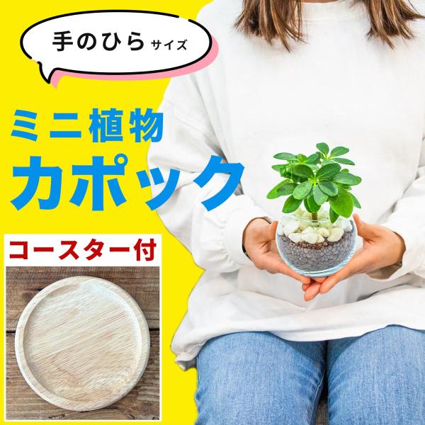 miipas[ミィパス]の小さな観葉植物「カポック」は、虫がわきにくいハイドロカルチャー仕様で清潔。初心者でも簡単なお手入れで始められる水耕栽培のスターターキットです。リビングやキッチン、トイレ、オフィスのデスク卓上、玄関などに置ける手のひ...