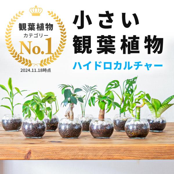 【えっぴー】パキラ ミリオンバンブー ガジュマル サンスベリア 観葉植物 観葉植物 パキラ ガジュマル サンスベリア ミリオンバンブー