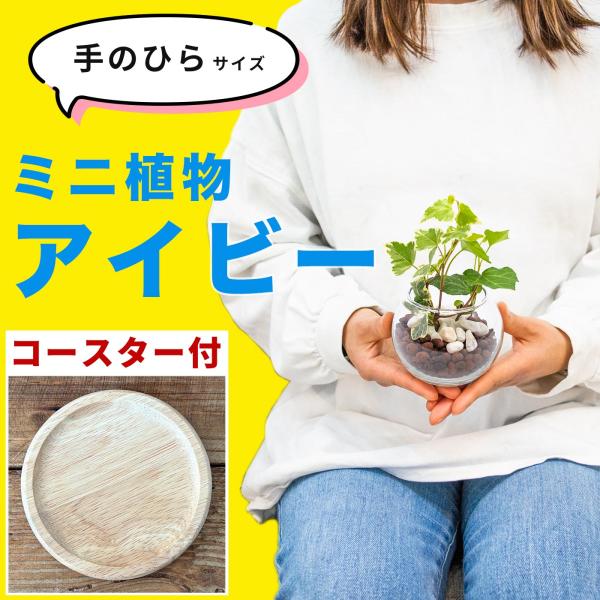 アイビー盆栽 コンクリート鉢 小型 小型観葉】ヘデラ アイビー・ホワイトダック S*Plants | 南房総