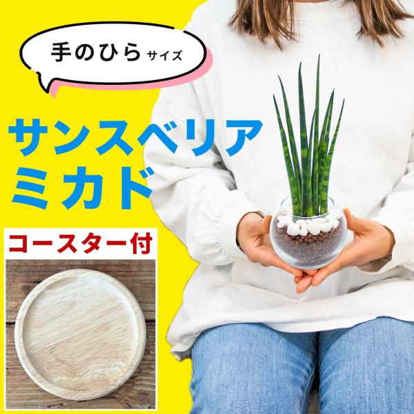 サンセベリア ミカド ハイドロカルチャー 観葉植物 多肉植物 ミニ 本物 おしゃれ 鉢【ガラス容器付...