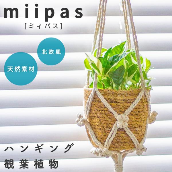 ポトスエンジョイ ハンギングプランツ 吊り下げ 観葉植物 本物3号 ハンギンググリーン ハンギングバスケット 吊るす 誕生日 お祝い ギフト プレゼント