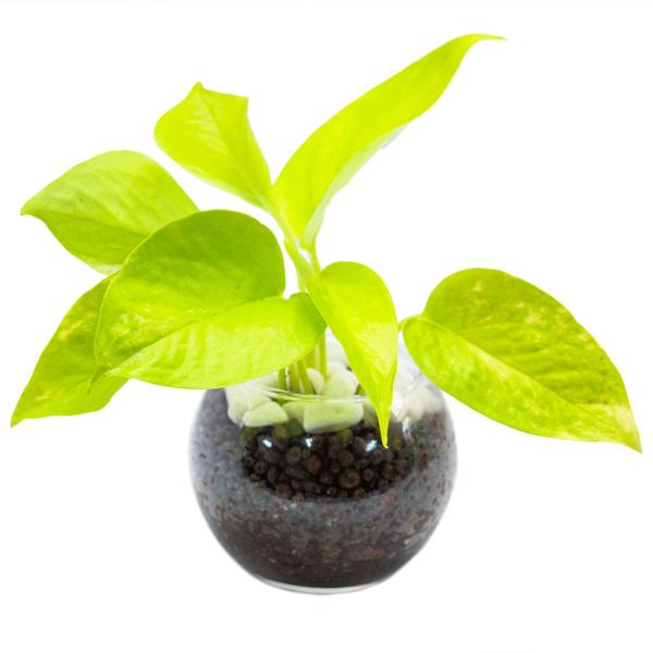 ポトスライムグリーン ハイドロカルチャー 観葉植物 ミニ 本物 小さい 卓上 インテリア 3号 玄関...